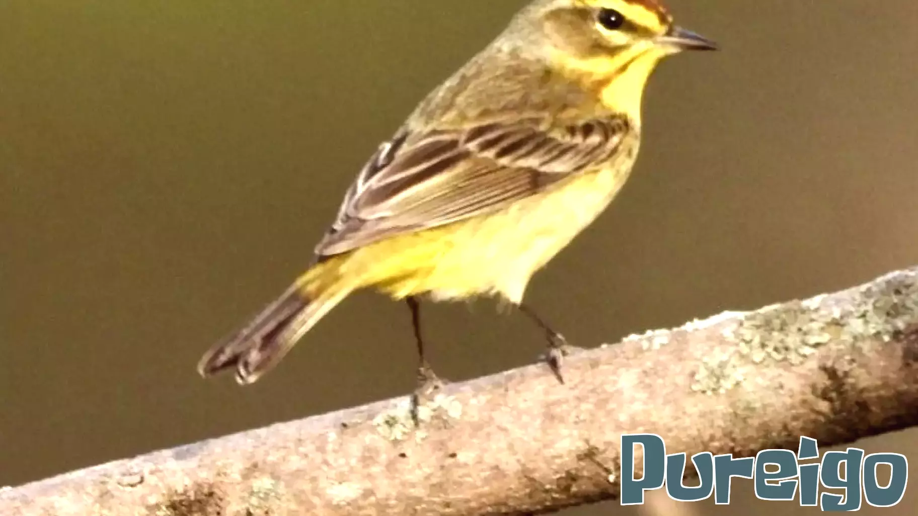 Birdwatching Emerges as a Powerful Public Health Practice