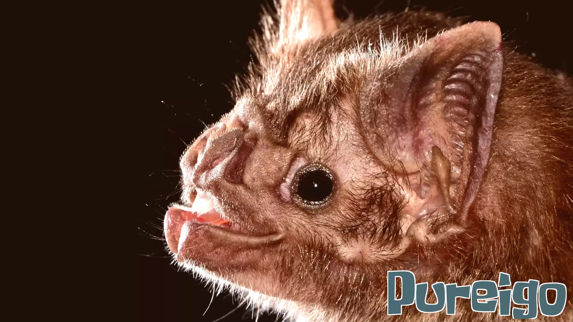 Health Officials Urge Caution After Rabid Bat Found Near Playground