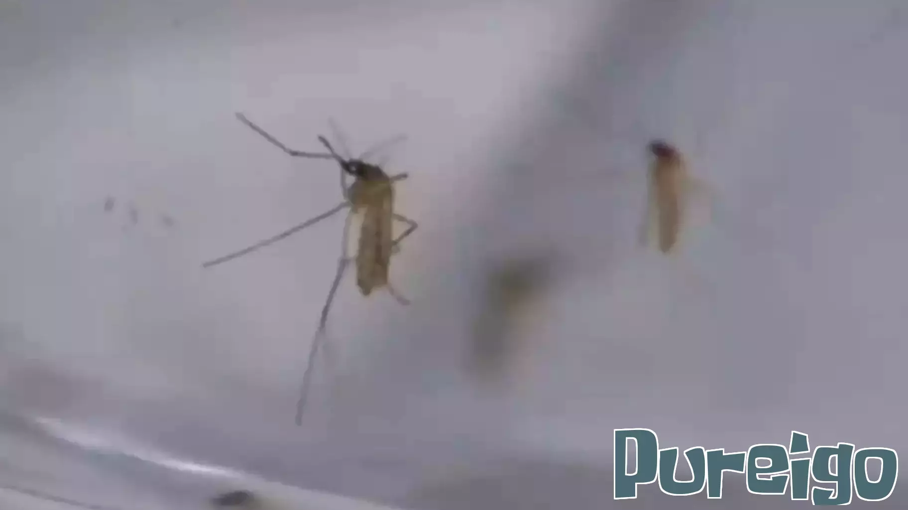 Investigation Underway for Possible Chikungunya Virus Case in Long Island