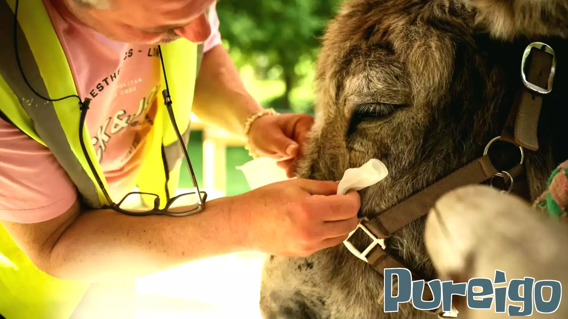 Patients find help with therapy donkeys at psychiatric hospital near Paris