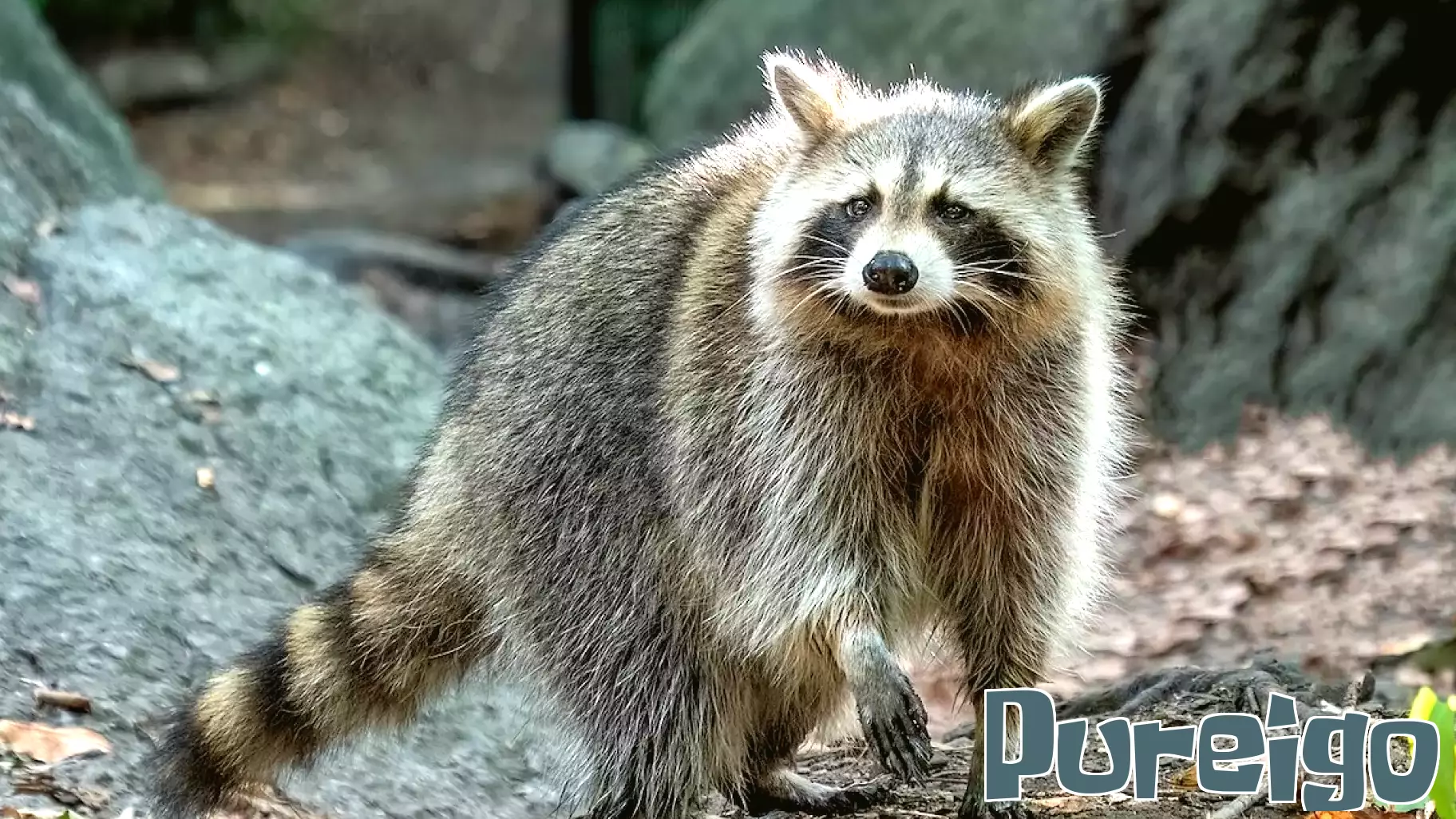 Rabid raccoon found in Manorville, Suffolk health department says