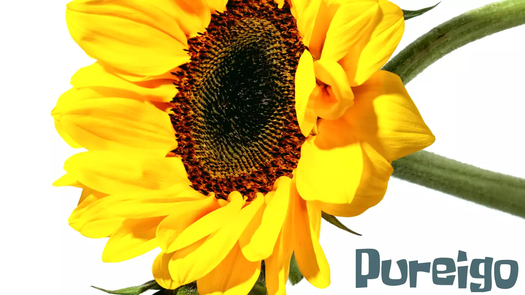 The Surprising Health Benefits of Sunshine