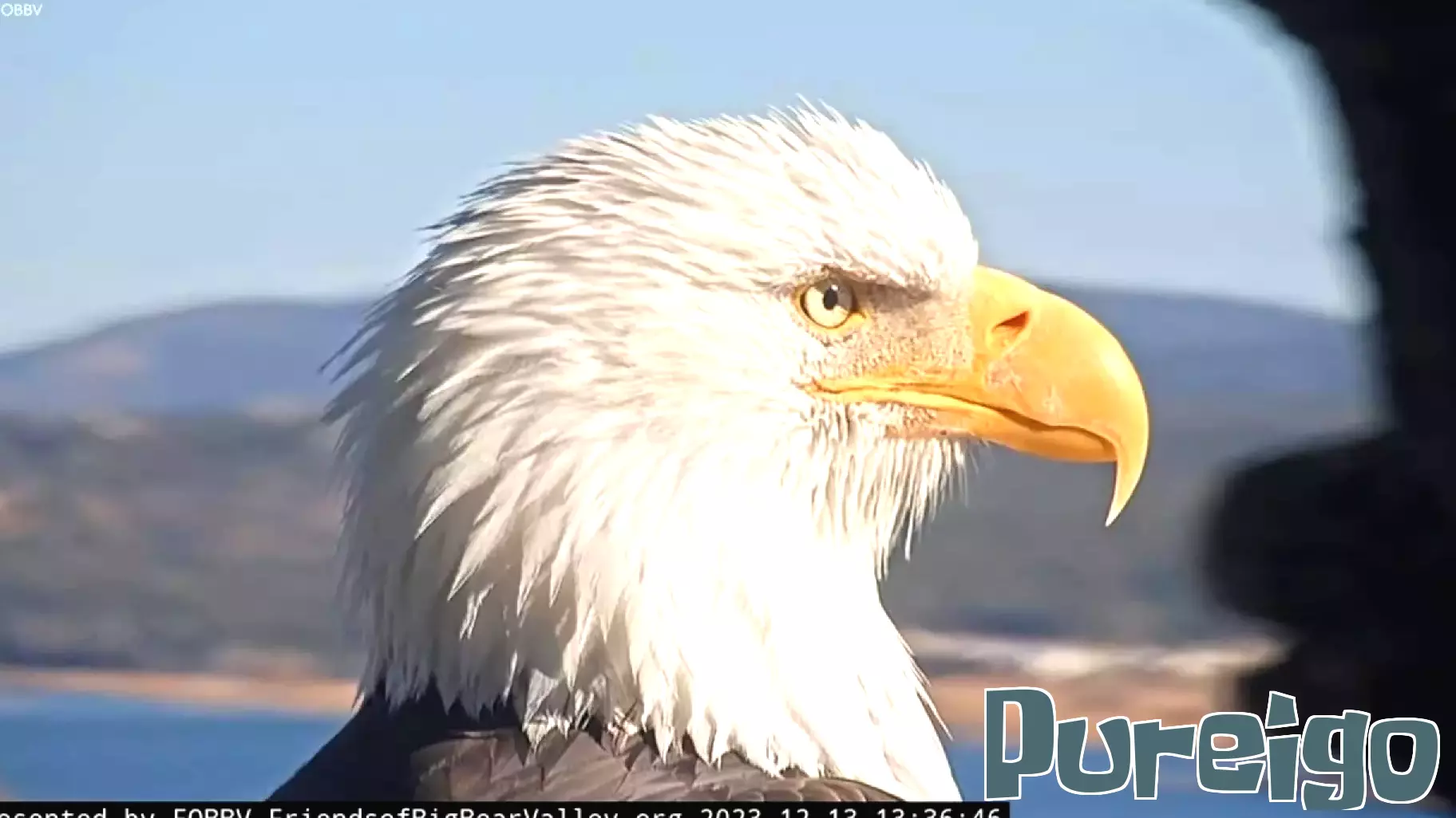 Wildlife experts share new details on Jackie the bald eagle’s health before her death