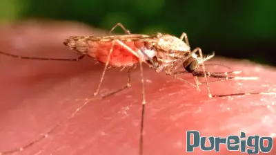 First Cases of West Nile Virus Confirmed in New York City This Season