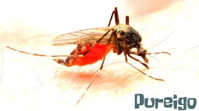 Investigating Potential Malaria Case in Morris County, New Jersey