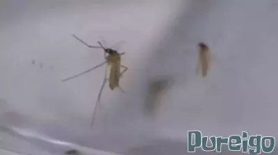 Investigation Underway for Possible Chikungunya Virus Case in Long Island