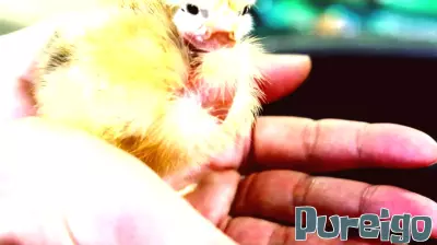 New Mexico Wellness Wire: Health officials warn against baby birds as Easter gifts