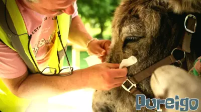 Patients find help with therapy donkeys at psychiatric hospital near Paris