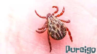 Tragic Tick-Borne Illness Claims Life in Floyd County, Indiana
