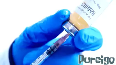 Two foxes found in Roland Park test positive for rabies: Baltimore health officials