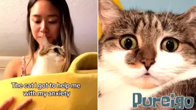 Woman Adopts Two Cats for Mental Health Support, Discovers Their Own Struggles
